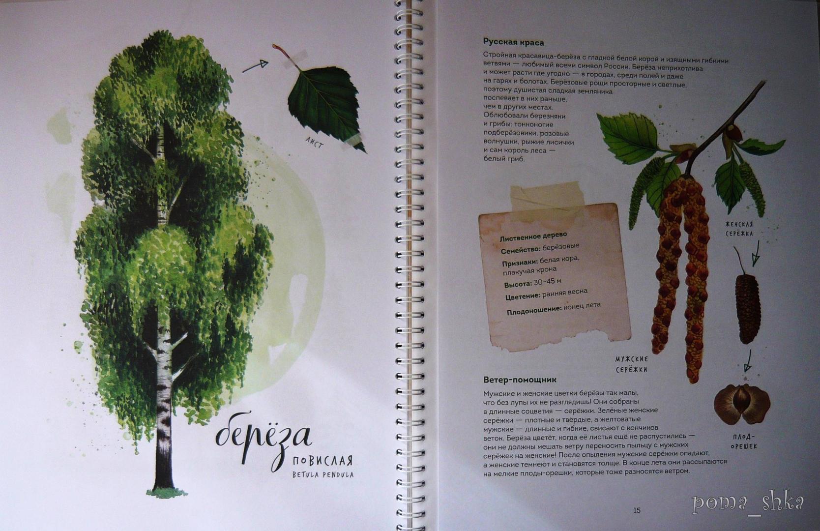 Иллюстрация 74 из 126 для Мой гербарий. Листья деревьев - Анна Васильева | Лабиринт - книги. Источник: Ромашка:-)