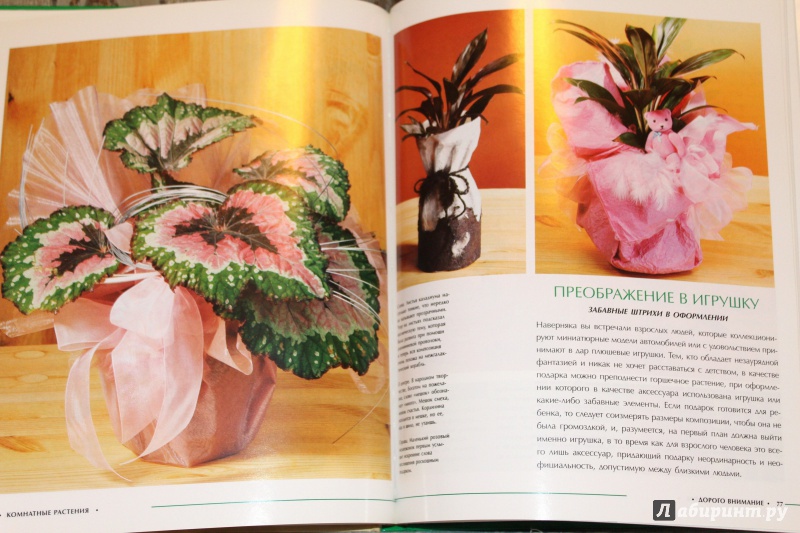 Иллюстрация 14 из 16 для Комнатные растения - Анастасия Анисимова | Лабиринт - книги. Источник: E.B.