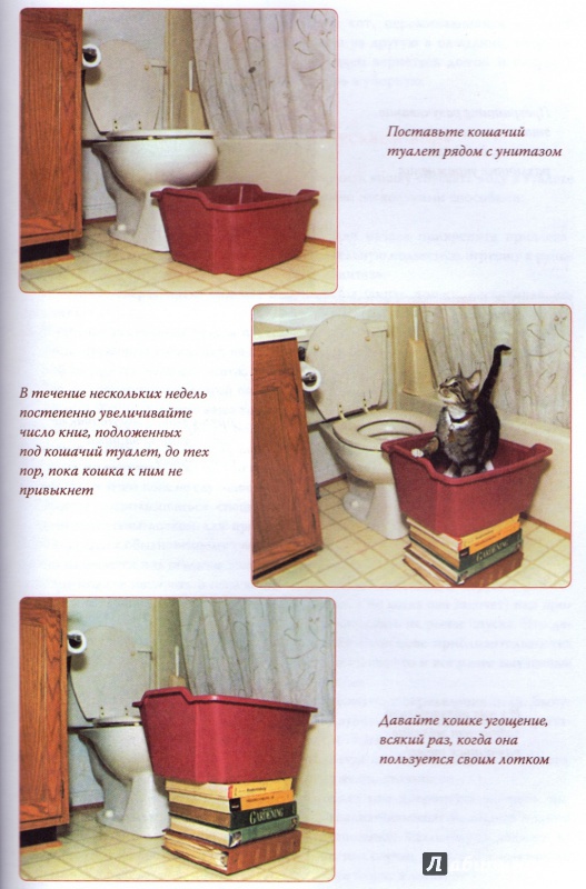 Иллюстрация 11 из 32 для Дрессируем кошку за 10 минут - Мириам Филдс-Бабино | Лабиринт - книги. Источник: ТТ