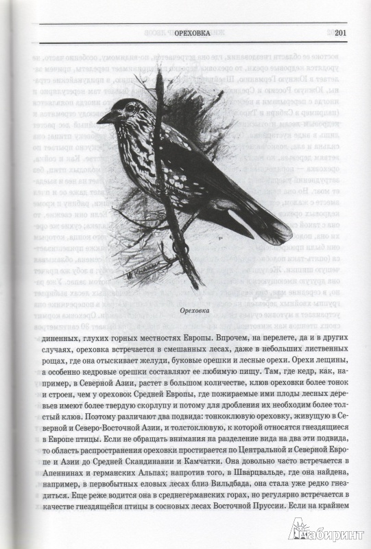 Иллюстрация 19 из 42 для Животный мир. Его быт и среда. В 3-х томах - Вильгельм Гааке | Лабиринт - книги. Источник: Трубадур