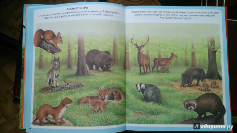 Иллюстрация 3 из 22 для Животные | Лабиринт - книги. Источник: Лабиринт