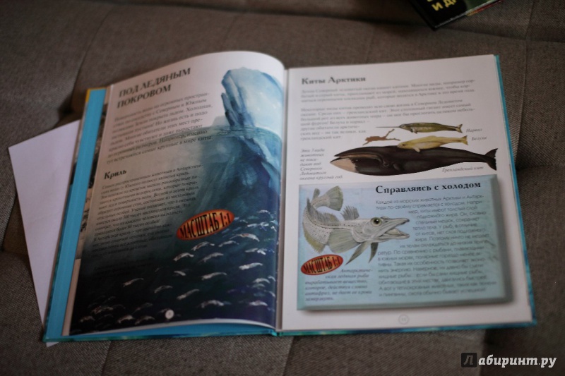Иллюстрация 7 из 32 для Акулы и другие обитатели подводного мира - Дэниел Гилпин | Лабиринт - книги. Источник: Сорокина  Оленька Игоревна
