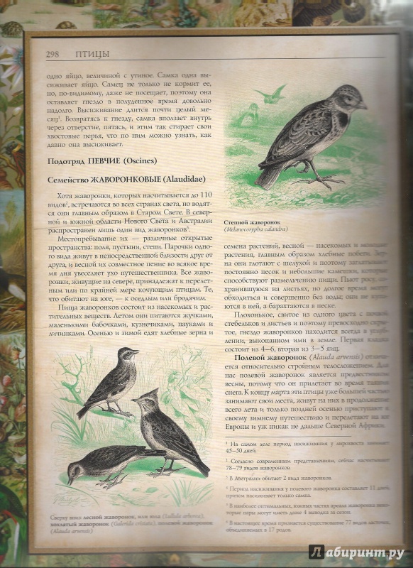 Иллюстрация 15 из 23 для Жизнь животных - Альфред Брем | Лабиринт - книги. Источник: Marusa3