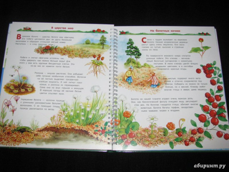 Иллюстрация 26 из 41 для Растения - Татьяна Елумеева | Лабиринт - книги. Источник: Nemertona