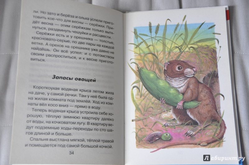 Иллюстрация 13 из 35 для Лесные детёныши - Виталий Бианки | Лабиринт - книги. Источник: Мама  Юля