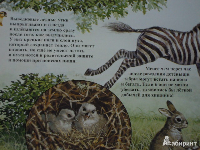 Иллюстрация 13 из 25 для Детеныши животных - Энн Элвуд | Лабиринт - книги. Источник: Iwolga