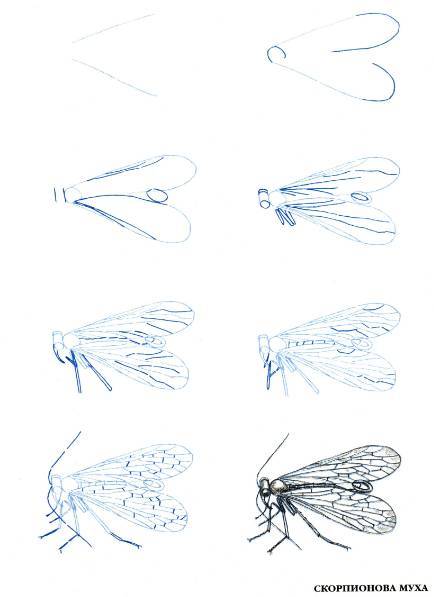 Иллюстрация 1 из 10 для Рисуем 50 насекомых - Эймис, Барнс | Лабиринт - книги. Источник: Ценитель классики