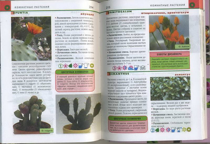 Иллюстрация 6 из 7 для Комнатные растения. Карманный справочник | Лабиринт - книги. Источник: Machaon