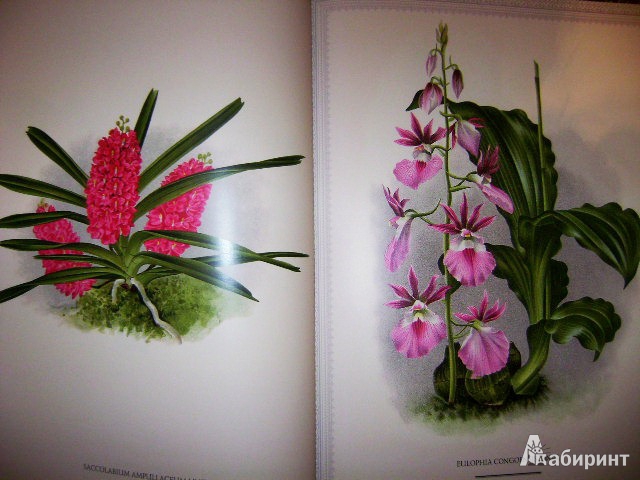 Иллюстрация 3 из 38 для Орхидеи. Линдения - иконография орхидей | Лабиринт - книги. Источник: Lunna