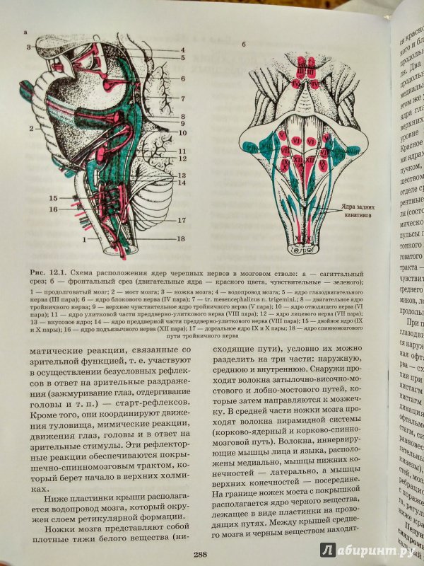 Иллюстрация 41 из 49 для Топическая диагностика заболеваний нервной системы. Руководство для врачей - Скоромец, Скоромец, Скоромец | Лабиринт - книги. Источник: Пилюк  Мария