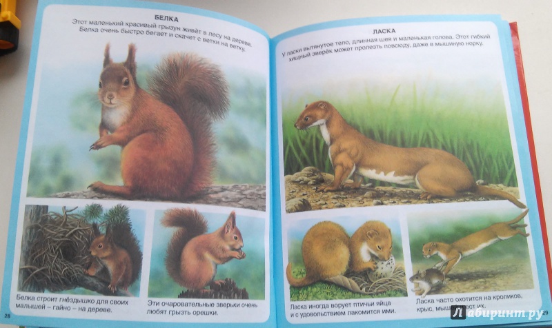 Иллюстрация 15 из 22 для Животные | Лабиринт - книги. Источник: Ермолаева  Юлия