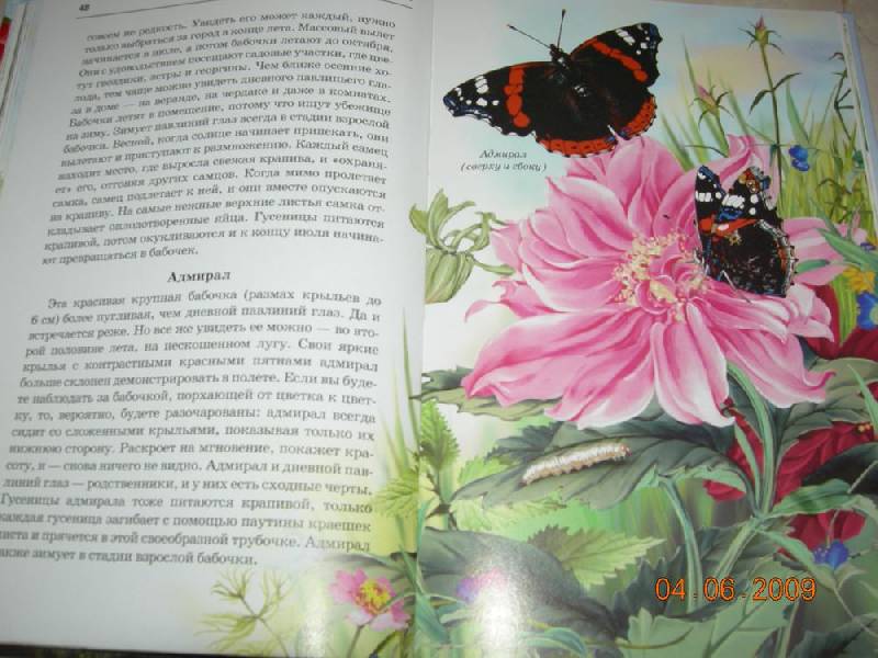 Соловей и бабочка хмельницкий картинки, кошек