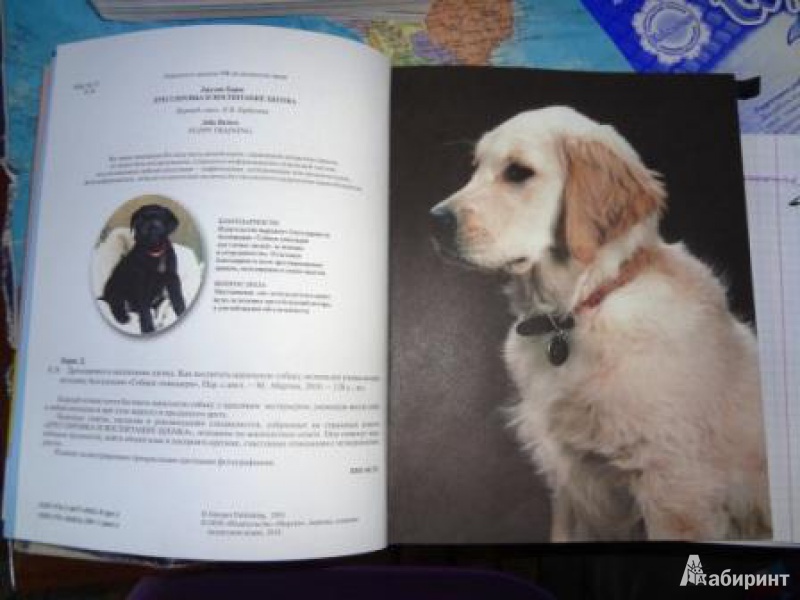 Иллюстрация 6 из 15 для Дрессировка и воспитание щенка. Как воспитать идеальную собаку, используя уникальную методику - Джулия Барнс | Лабиринт - книги. Источник: An Zhe