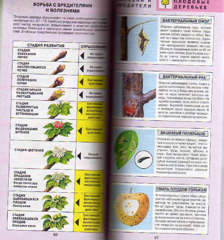 Иллюстрация 27 из 27 для Все о болезнях и вредителях растений - Дэвид Хессайон | Лабиринт - книги. Источник: С  М В