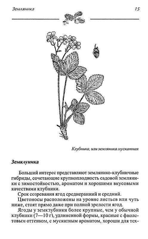 Иллюстрация 4 из 15 для Земляника - Говорова, Говоров | Лабиринт - книги. Источник: Ялина