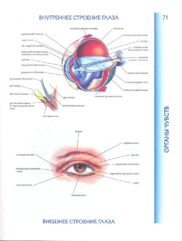 Иллюстрация 25 из 40 для Атлас анатомии человека | Лабиринт - книги. Источник: фиалка