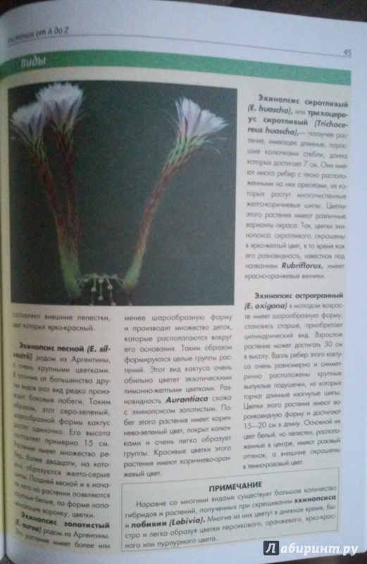 Иллюстрация 16 из 19 для Светолюбивые растения | Лабиринт - книги. Источник: Лабиринт