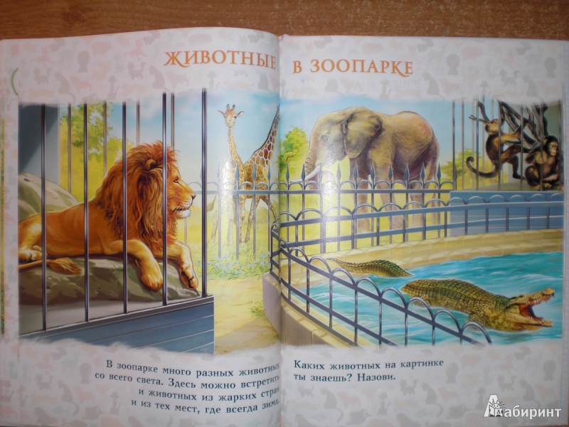 Иллюстрация 23 из 28 для Моя первая книга о животных - Лена Данилова | Лабиринт - книги. Источник: Юляша93
