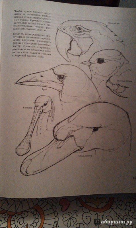 Иллюстрация 27 из 27 для Учитесь рисовать птиц - Дэвид Браун | Лабиринт - книги. Источник: ss0263042