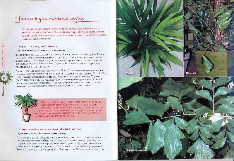 Иллюстрация 3 из 5 для Пальмы и другие эффектные комнатные растения | Лабиринт - книги. Источник: la Colombina