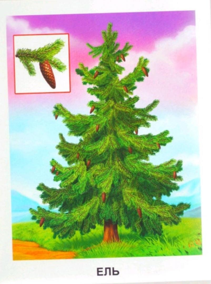 Иллюстрация 9 из 25 для Обучающие карточки. Деревья | Лабиринт - игрушки. Источник: Елена