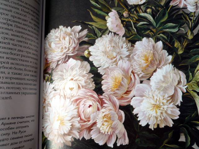 Иллюстрация 23 из 44 для Самые красивые цветы мира | Лабиринт - книги. Источник: TatyanaN