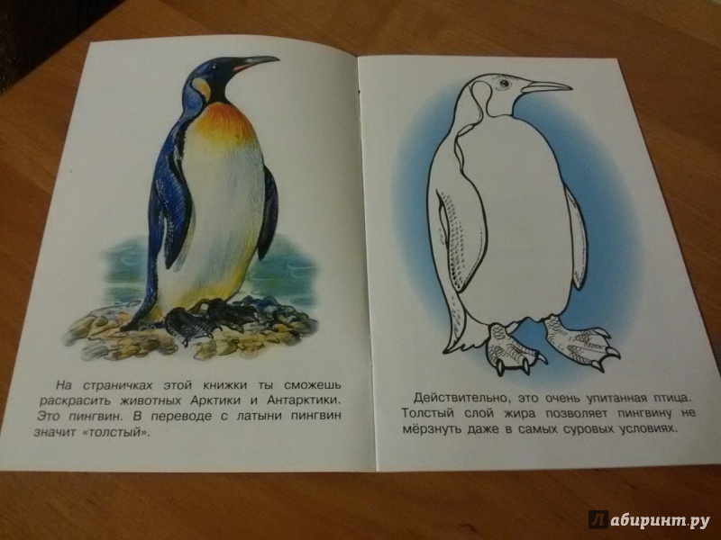 Иллюстрация 13 из 25 для Раскраска "Животные Арктики и Антарктики" | Лабиринт - книги. Источник: snemelk