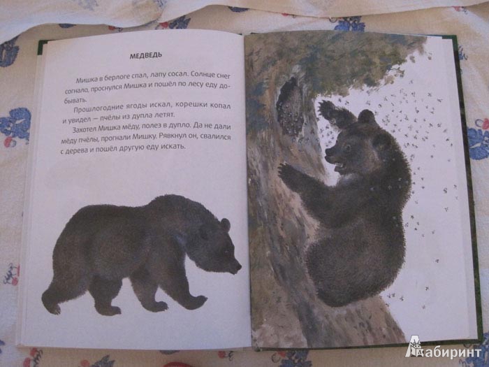 Иллюстрация 42 из 42 для Большие и маленькие - Евгений Чарушин | Лабиринт - книги. Источник: Anita1