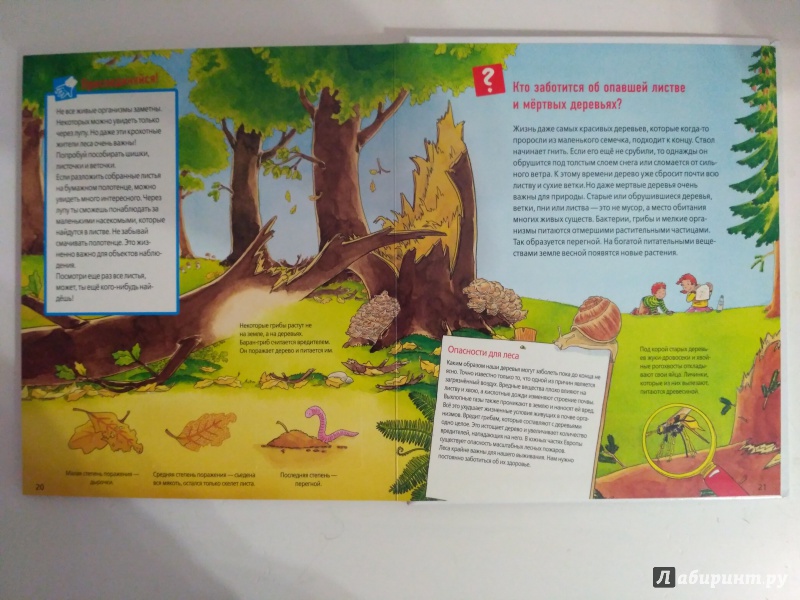 Иллюстрация 43 из 53 для Животные в лесу - Штаубер, Германн | Лабиринт - книги. Источник: Самкнулова  Ольга