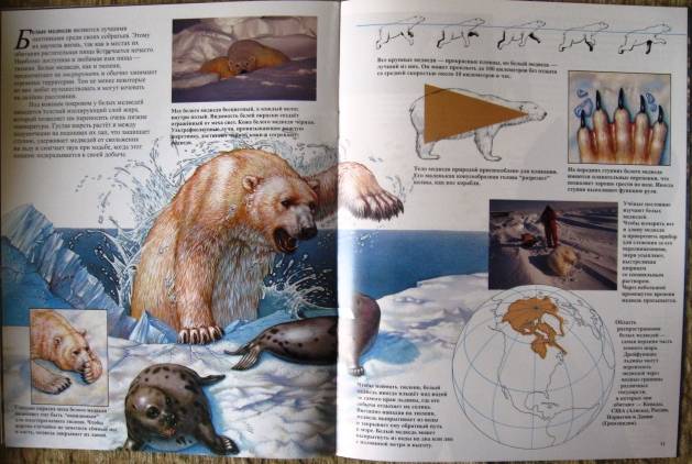 Иллюстрация 11 из 96 для Мир животных (17 книг в боксе) | Лабиринт - книги. Источник: ESchA