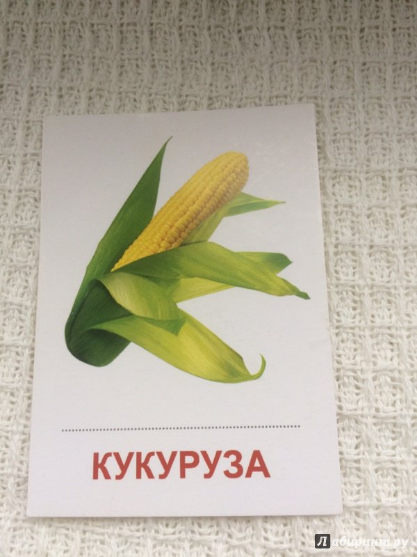 Иллюстрация 15 из 19 для Раздаточные карточки "Овощи" (63х87 мм) | Лабиринт - книги. Источник: Шаньгина  Екатерина