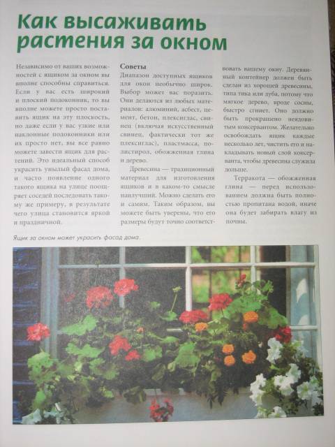 Иллюстрация 4 из 5 для Цветы на балконе | Лабиринт - книги. Источник: МЕГ