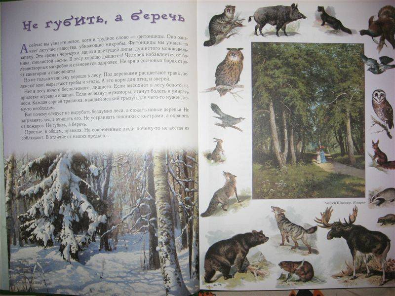 Иллюстрация 74 из 94 для Прогулки по лесу - Сергей Махотин | Лабиринт - книги. Источник: Юта