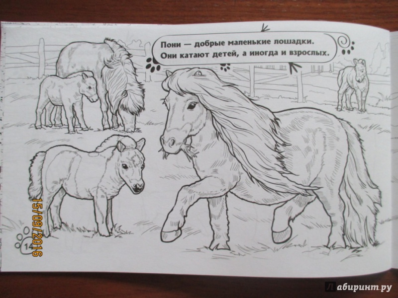 Иллюстрация 12 из 14 для На ферме | Лабиринт - книги. Источник: Марина Епифанцева
