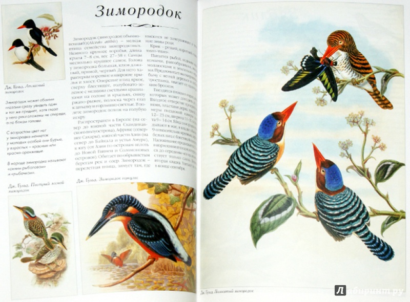 Иллюстрация 13 из 24 для Самые красивые птицы. Иллюстрированная энциклопедия | Лабиринт - книги. Источник: Mila