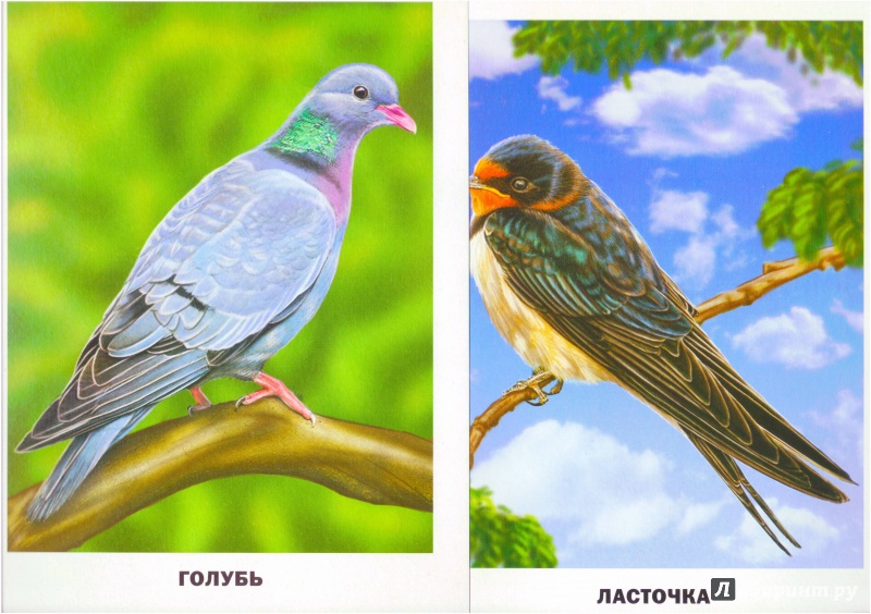 Иллюстрация 12 из 48 для Обучающие карточки. Птицы | Лабиринт - игрушки. Источник: Халтурина  Оксана
