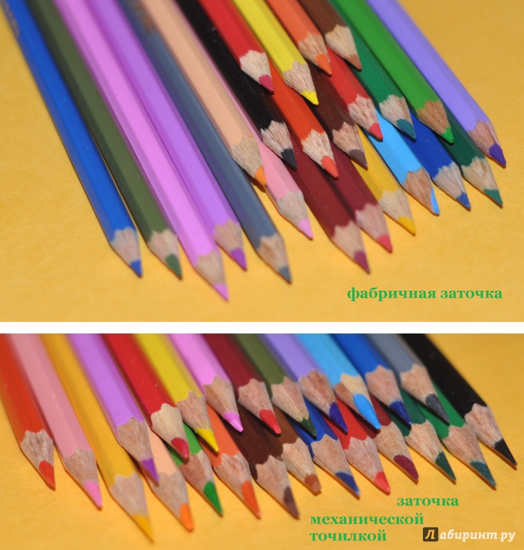 Иллюстрация 13 из 16 для Карандаши цветные, 24 цвета "Сафари. Зебра" (СК041/24) | Лабиринт - канцтовы. Источник: ellei81