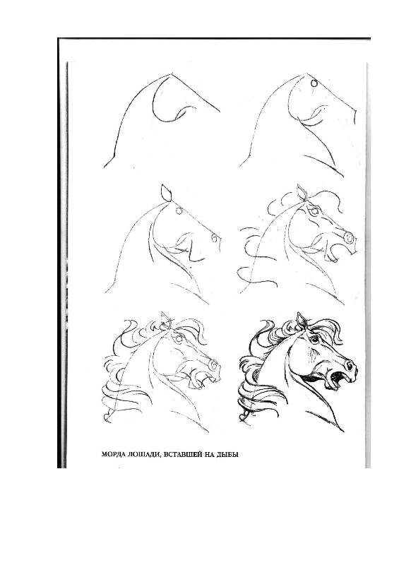 Иллюстрация 13 из 24 для Рисуем 50 лошадей - Ли Эймис | Лабиринт - книги. Источник: Юта