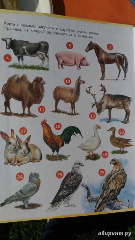 Иллюстрация 11 из 36 для Домашние животные. 60 домашних животных, самых важных для человека - Елена Снегирева | Лабиринт - книги. Источник: KKatarinaA