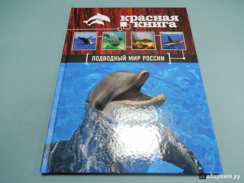 Иллюстрация 2 из 17 для Красная книга. Подводный мир России - Скалдина, Лукашанец | Лабиринт - книги. Источник: dbyyb