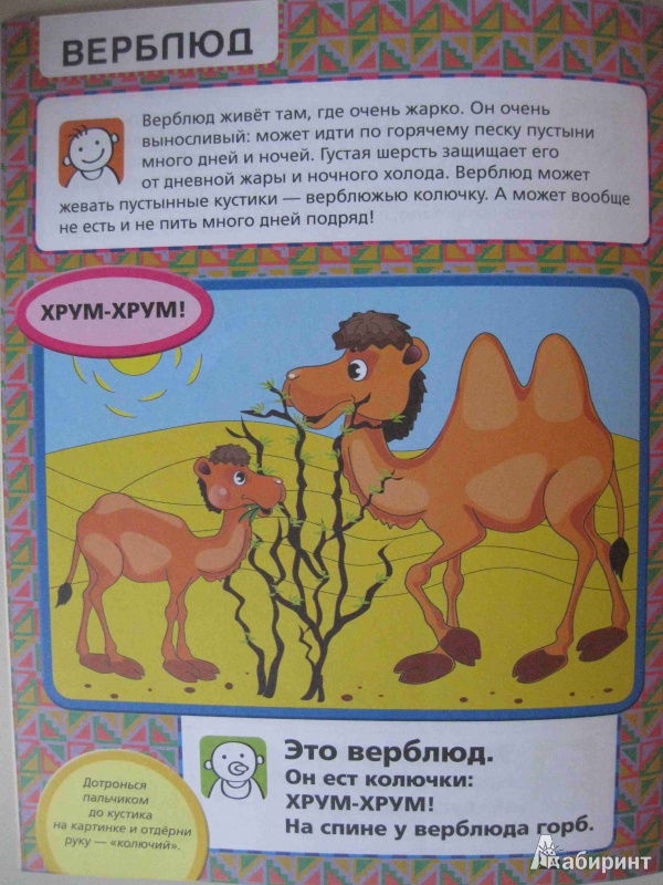Иллюстрация 19 из 24 для Приходите в зоопарк - Елена Янушко | Лабиринт - книги. Источник: olga12121