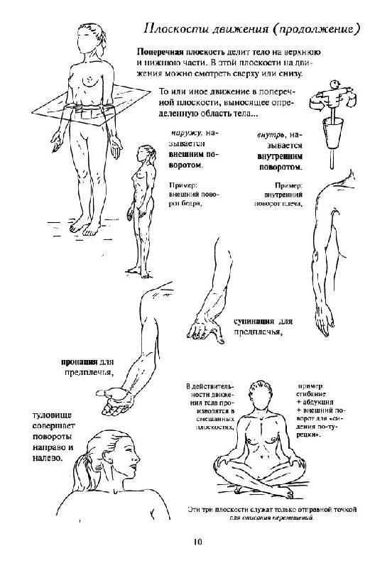 Иллюстрация 9 из 19 для Как работает тело. Позвоночник, суставы и мышцы - Бландин Кале-Жермен | Лабиринт - книги. Источник: Юта