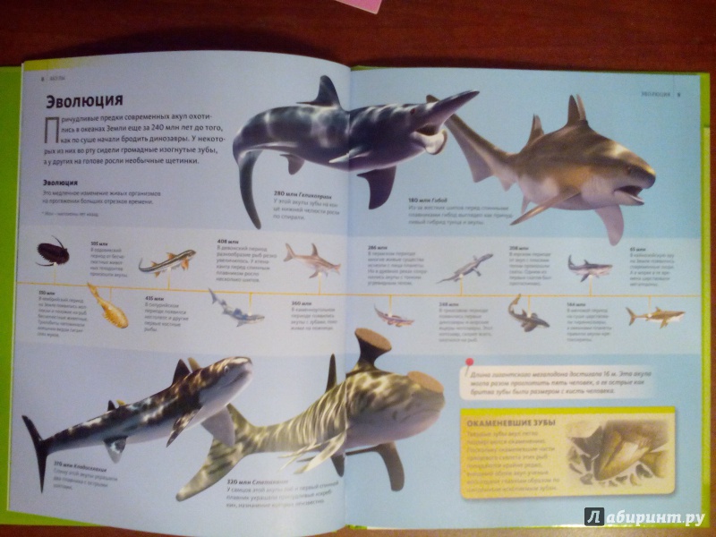 Иллюстрация 11 из 19 для Акулы | Лабиринт - книги. Источник: Живилова  Юлия