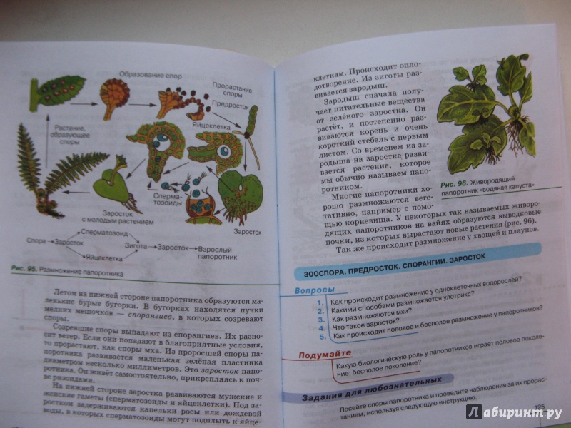 Биология 6 класс учебник пасечник 2023 читать
