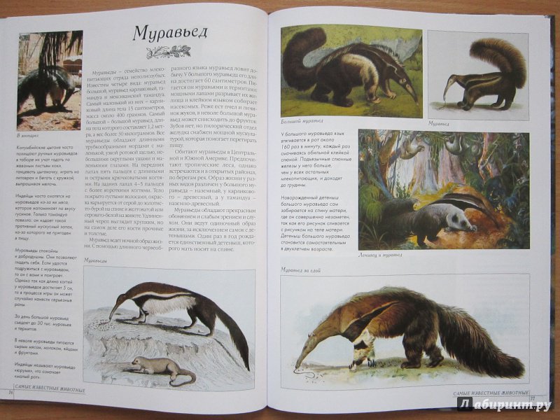 Иллюстрация 9 из 52 для Самые известные животные | Лабиринт - книги. Источник: Кулыгина  Елена