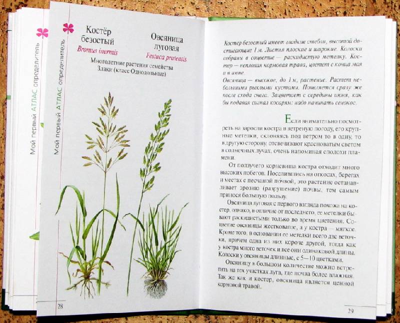 Иллюстрация 4 из 21 для Атлас: Растения луга - Козлова, Сивоглазов |  Лабиринт - книги. Источник: Valita