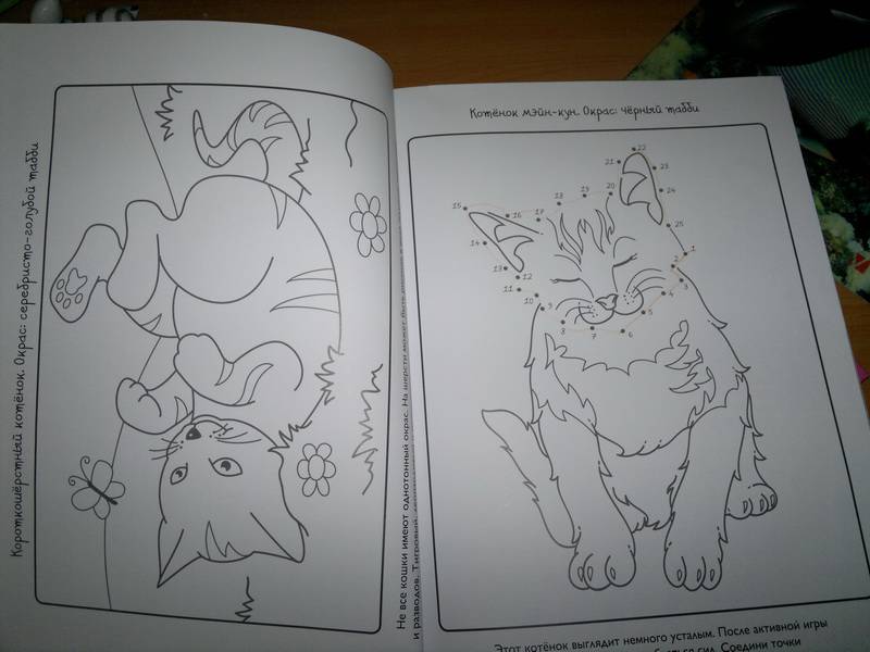 Иллюстрация 20 из 28 для Котята - Эмма Сэл | Лабиринт - книги. Источник: Olyna