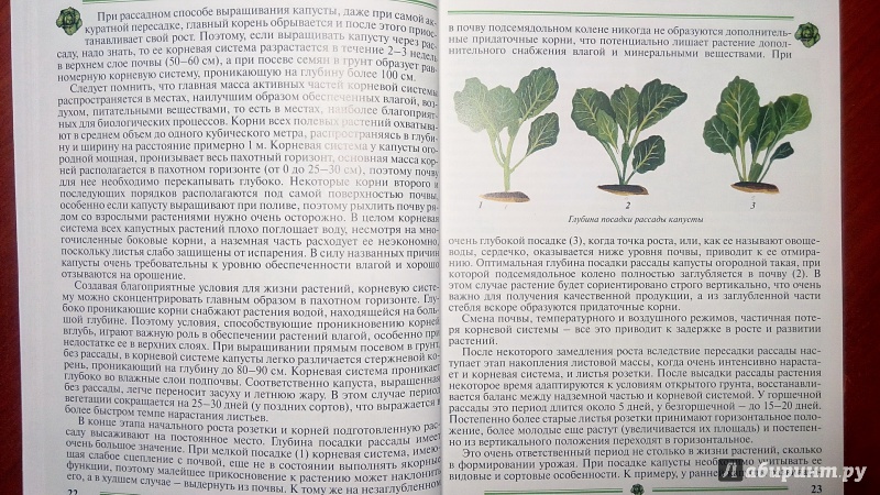Иллюстрация 9 из 35 для Капуста. Пособие для садоводов-любителей - Пыльнева, Морозова | Лабиринт - книги. Источник: Alenta  Valenta