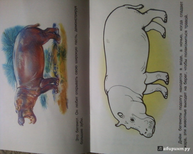 Иллюстрация 11 из 17 для Раскраска. Животные Африки | Лабиринт - книги. Источник: Родионова  Надежда