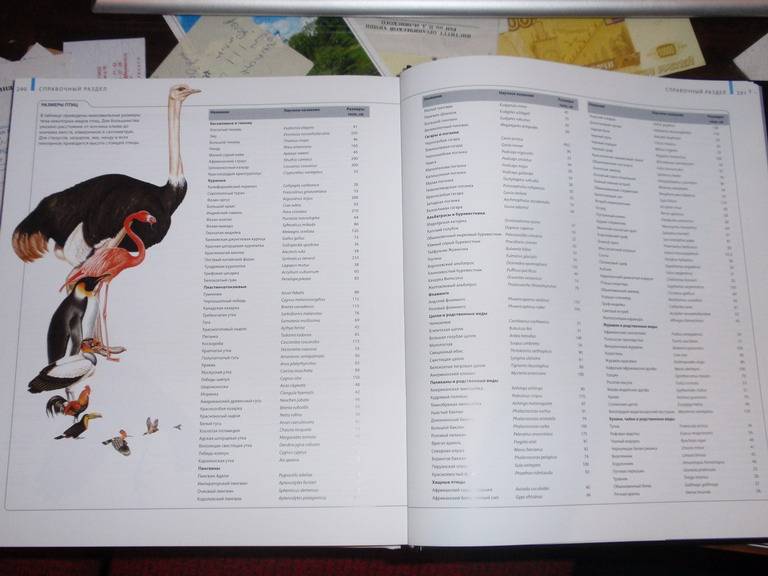 Иллюстрация 25 из 63 для Птицы - Джоанна Бургер | Лабиринт - книги. Источник: Genius